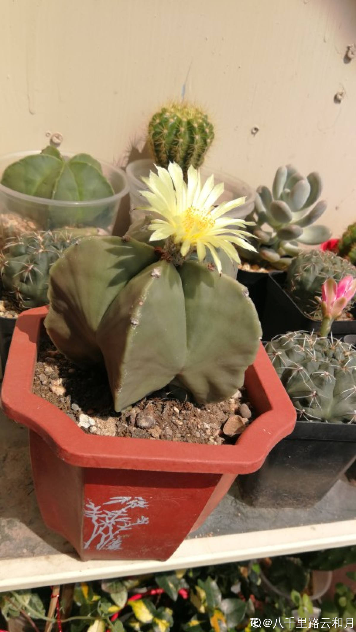 鸾凤玉怎么养 花百科 鸾凤玉怎么养 花百科