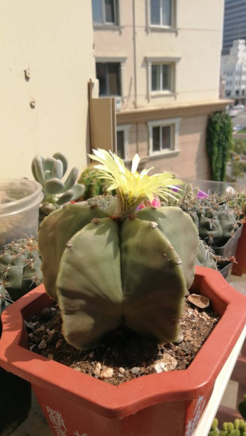 鸾凤玉