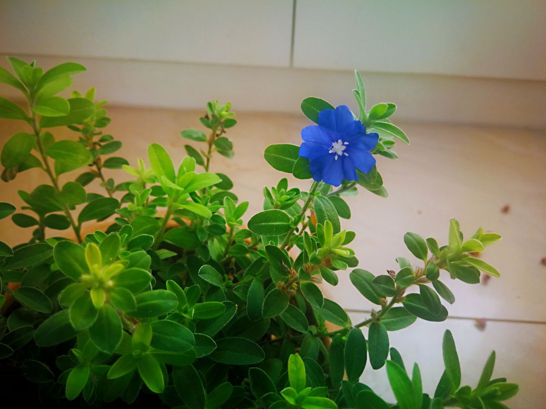 深紫色蓝星花