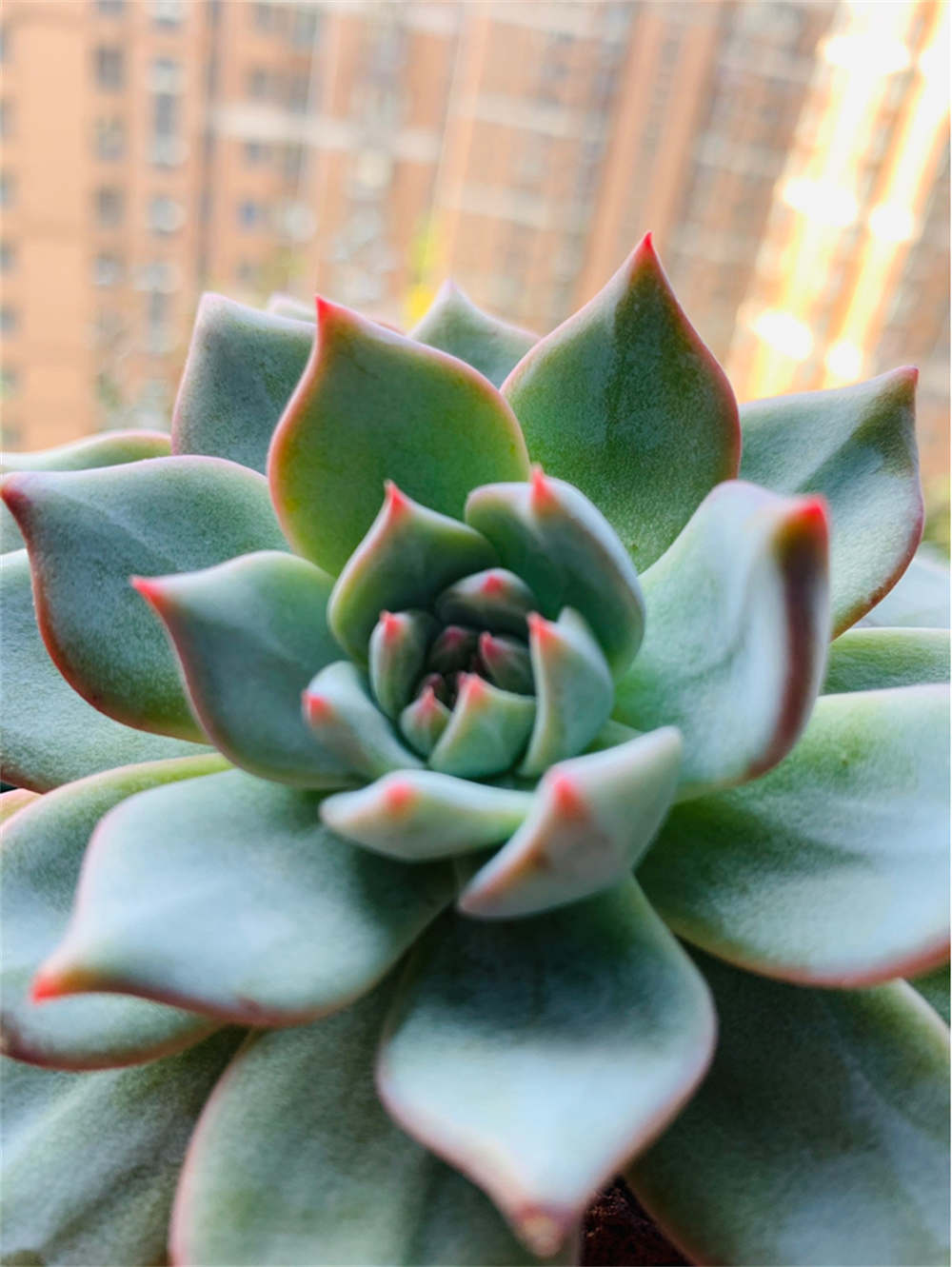 向着自由的蓝鸟