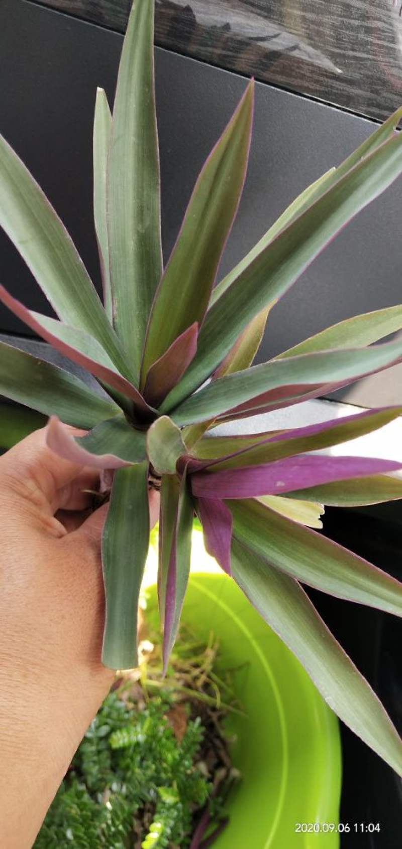 紫背万年青冬天怎么养