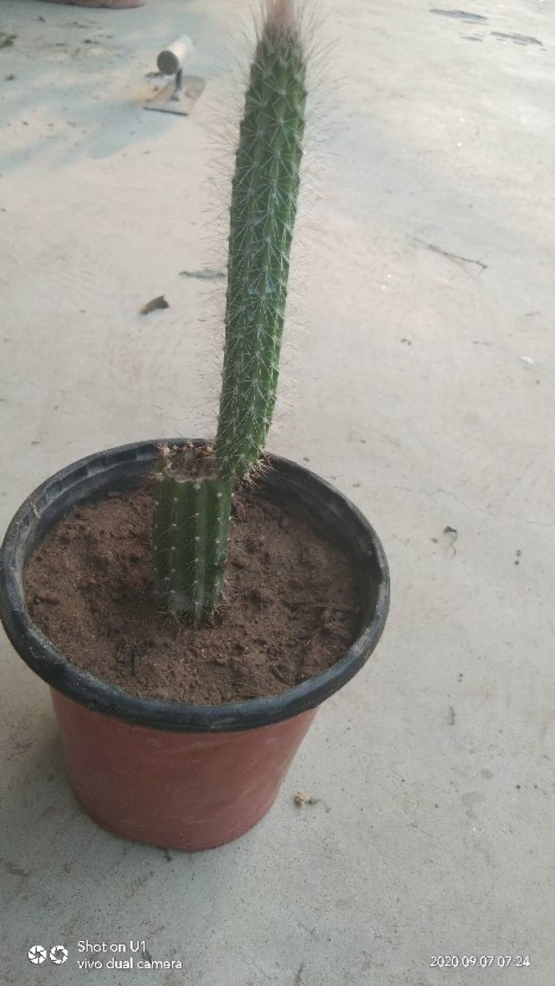 仙人棒太长了怎么办长的细是怎么回事