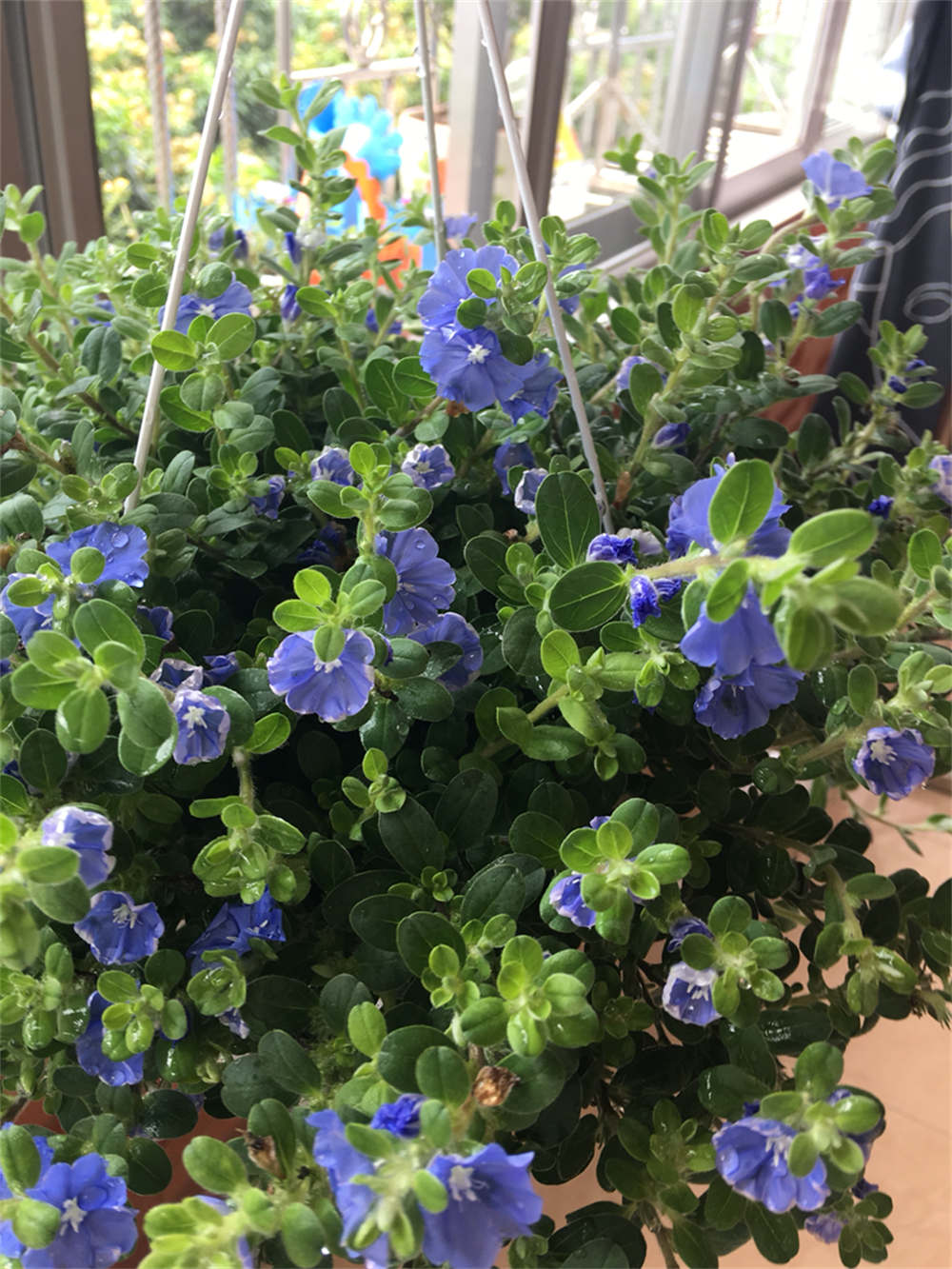 小小蓝星花