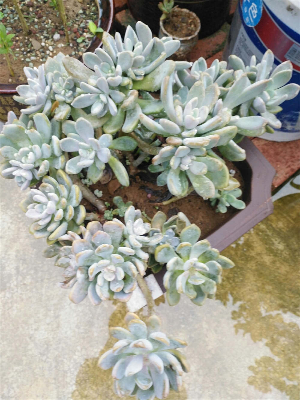 冬美人多肉夏天怎么养 花百科