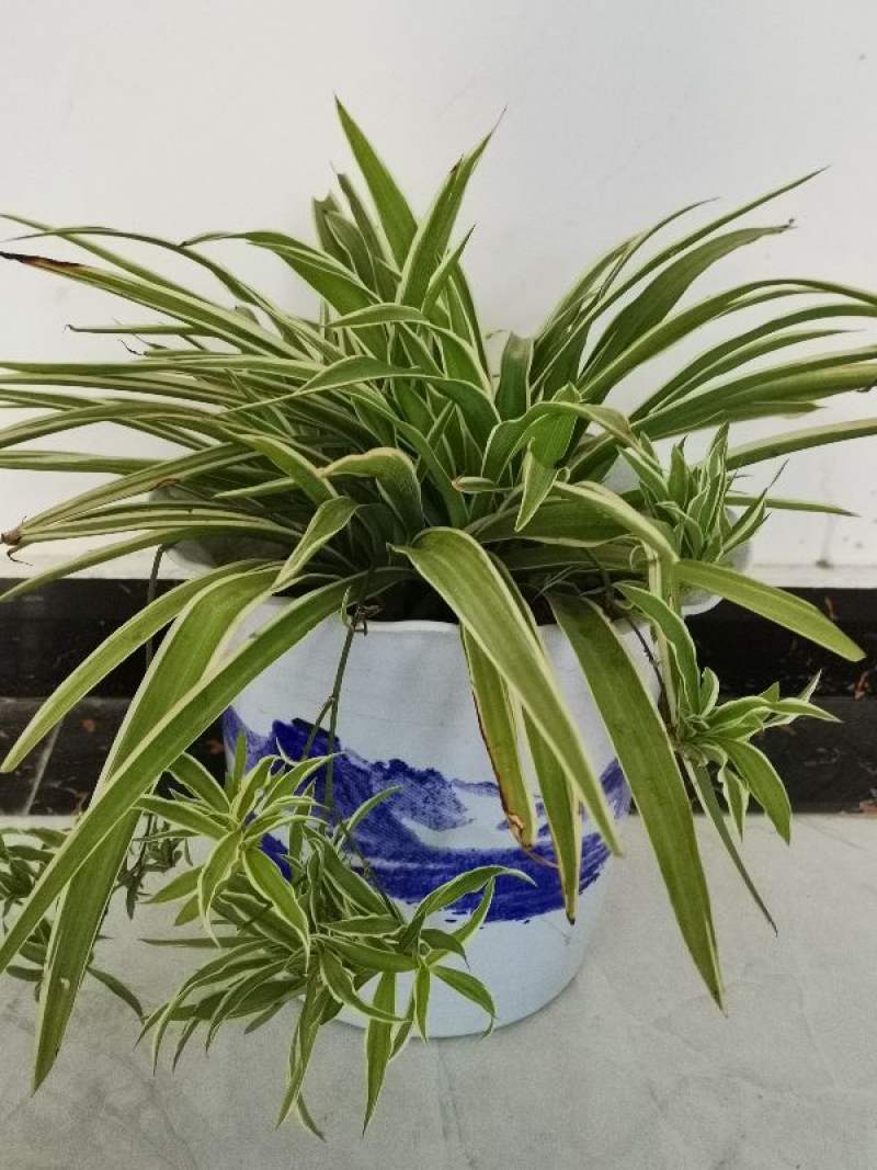 金边吊兰怎么养长得好