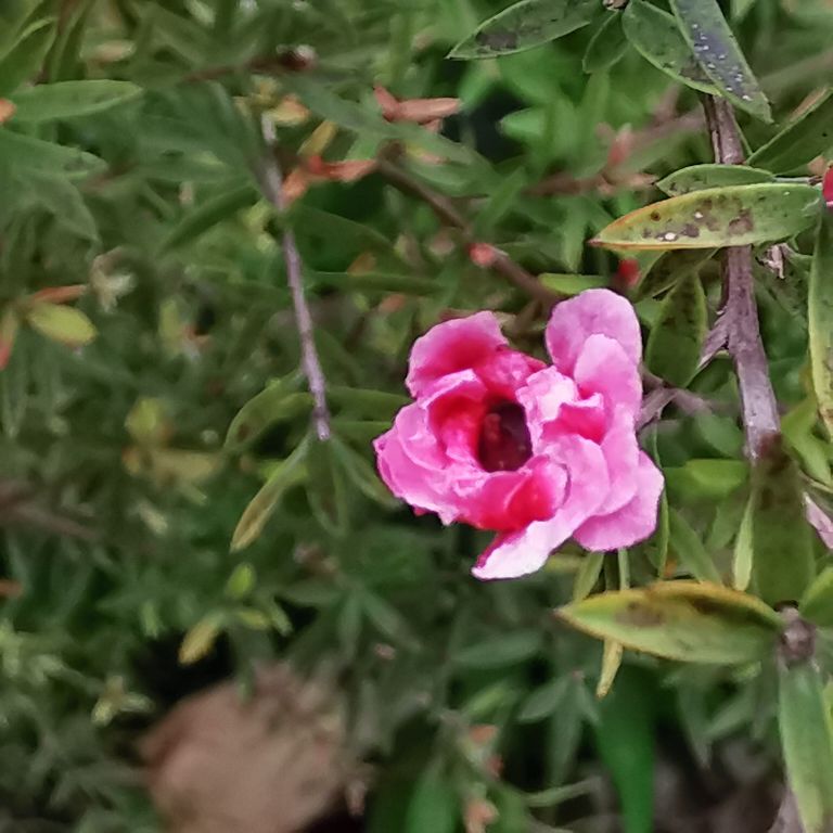 松紅梅怎麼養 - 花百科