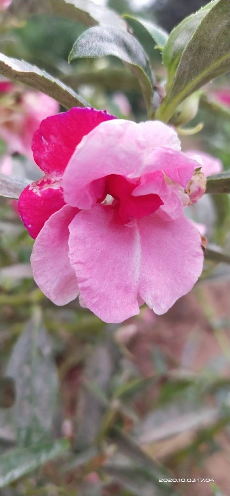 茶花凤仙和七彩凤仙是一种植物吗