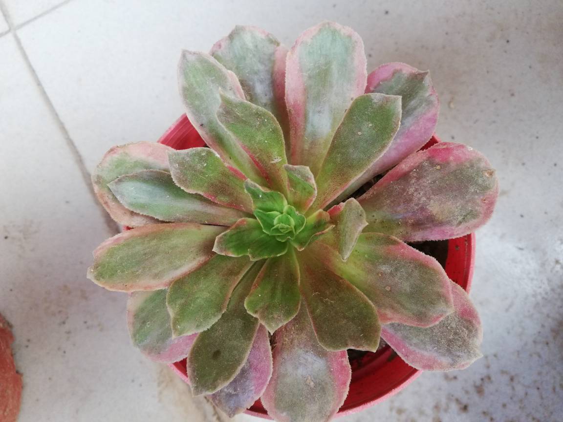 多肉植物。辛尼亚法師錦 粉女巫法師錦多肉植物紅覆輪錦美杜莎肉肉高檔超大顆老樁
