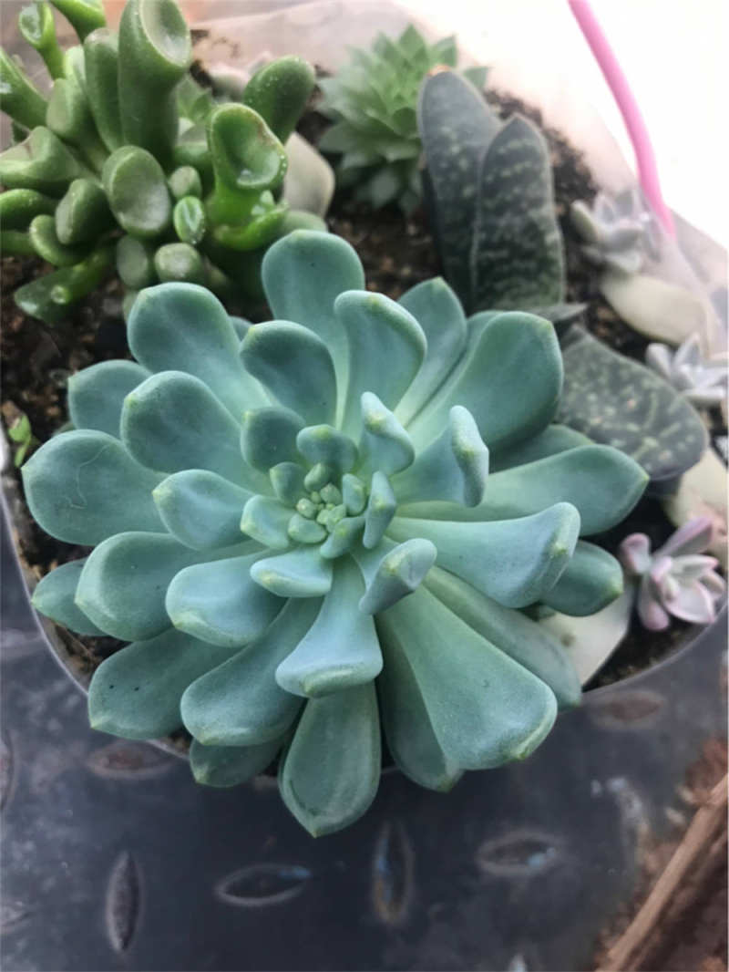 蓝精灵多肉的养殖方法和注意事项好养吗