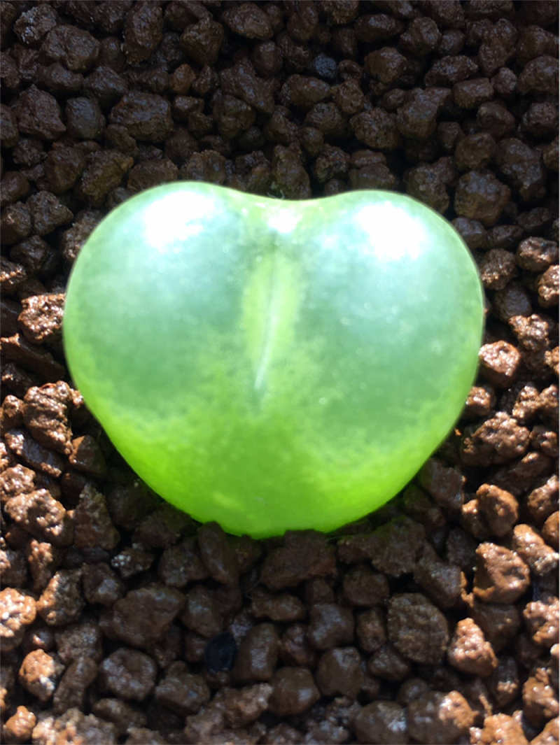 毛汉尼的养殖方法和注意事项