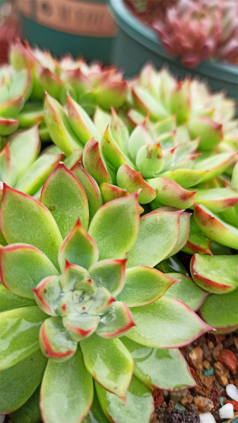 女雏多肉植物怎么养 花百科