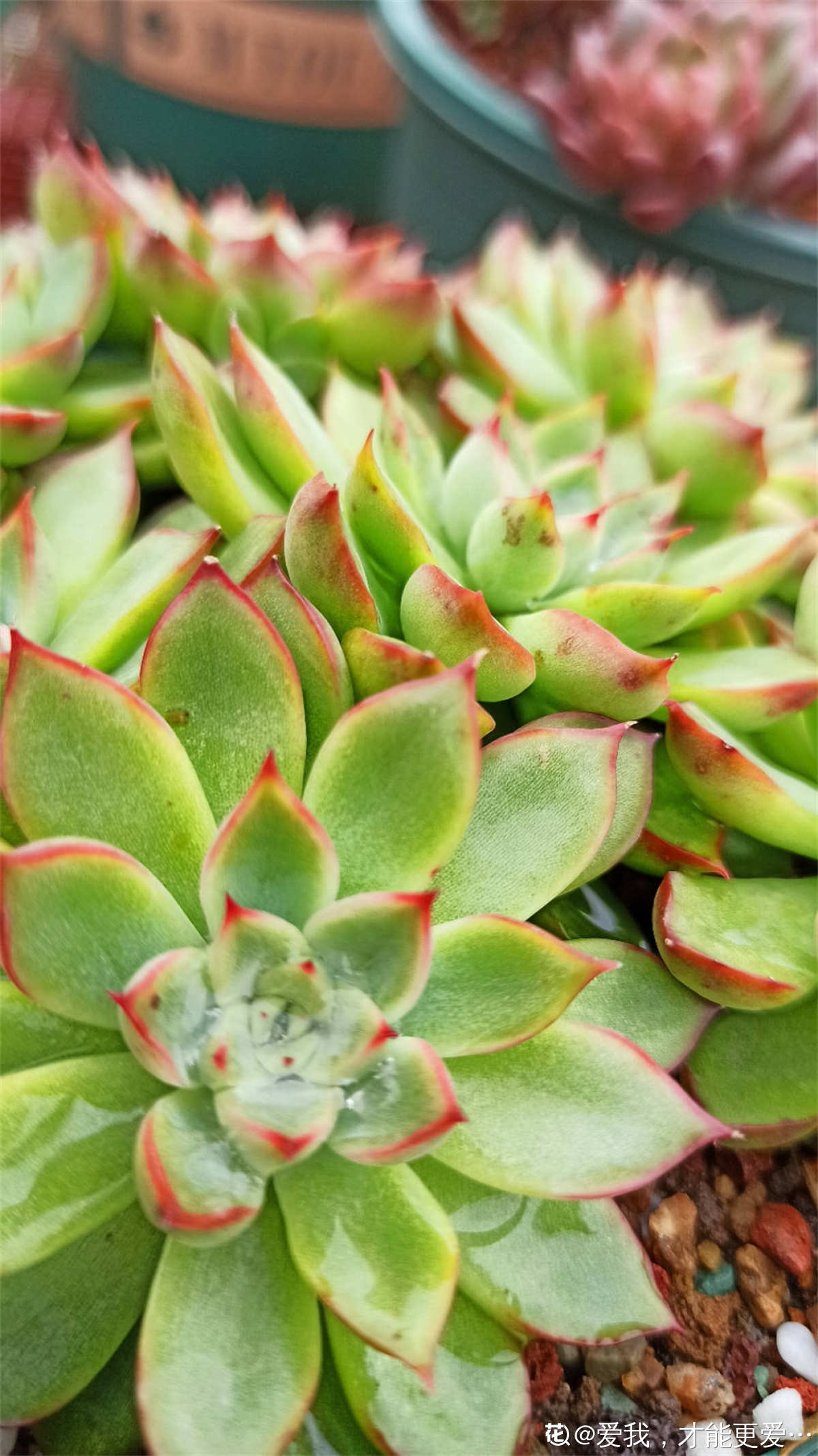 女雏多肉植物怎么养 花百科 女雏多肉植物怎么养 花百科