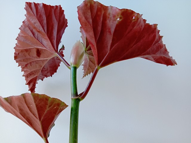 竹节海棠不开花图片