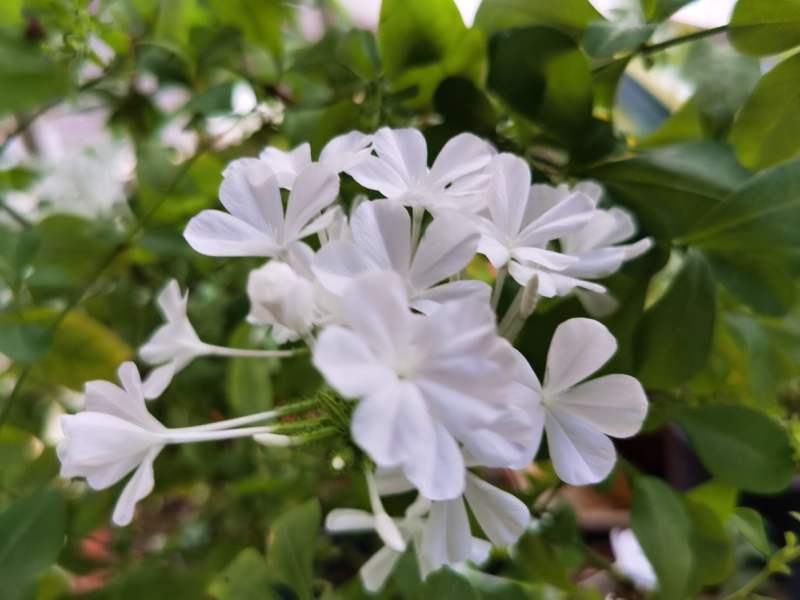 白雪花的养殖方法怎么修剪