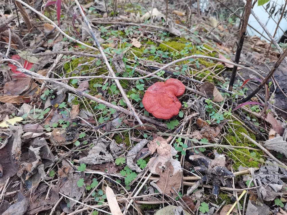 芝草图片