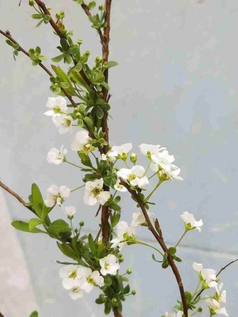 喷雪花花期什么时候（喷雪花几月开花）