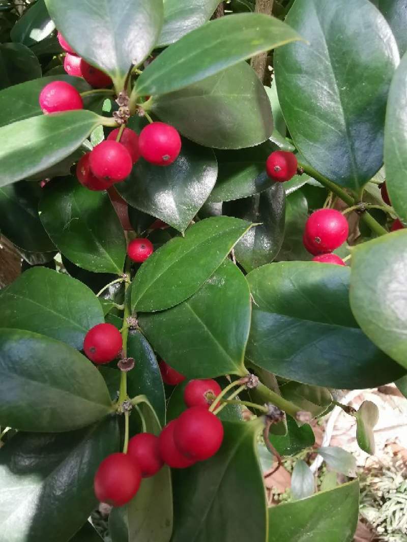 冬红果盆景怎样养殖