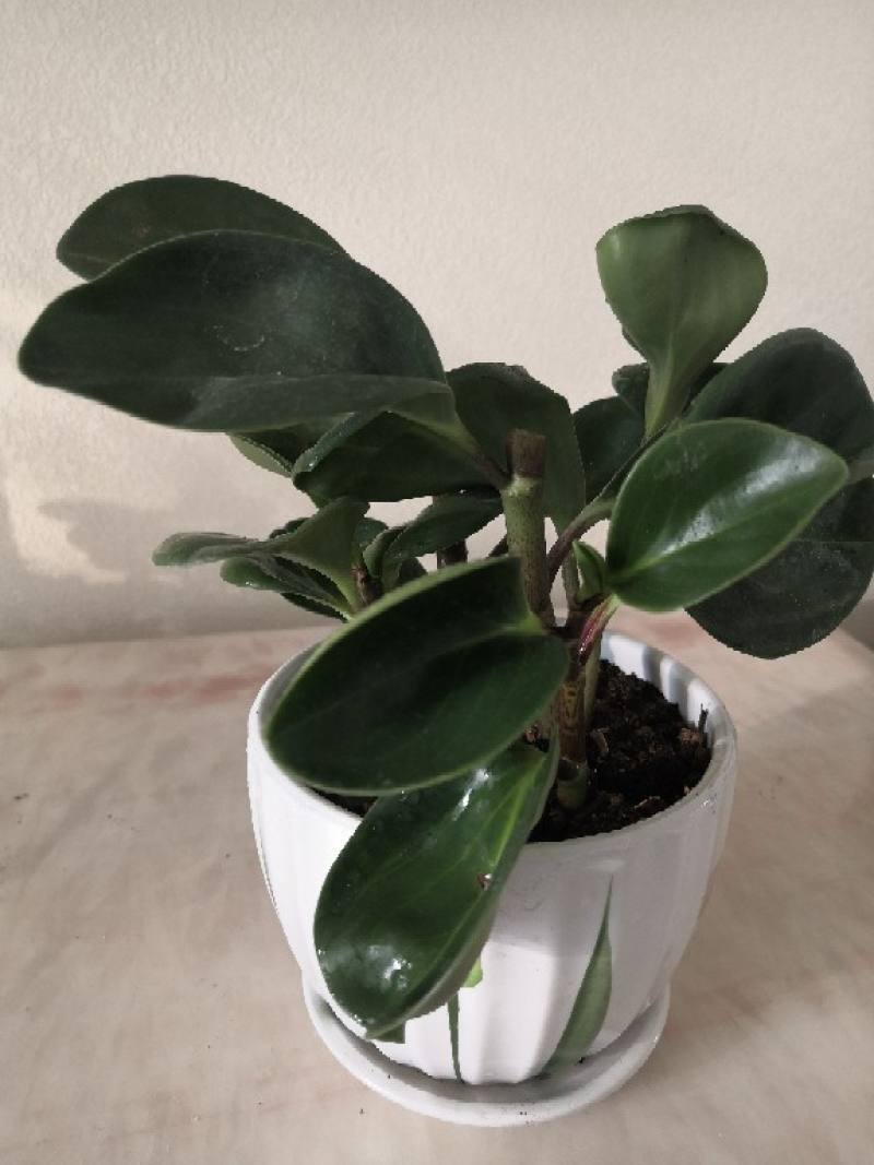 圆叶椒草