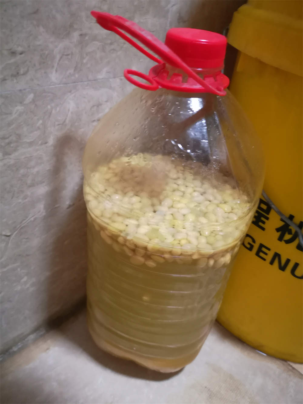 二,黄豆水正确发酵方法