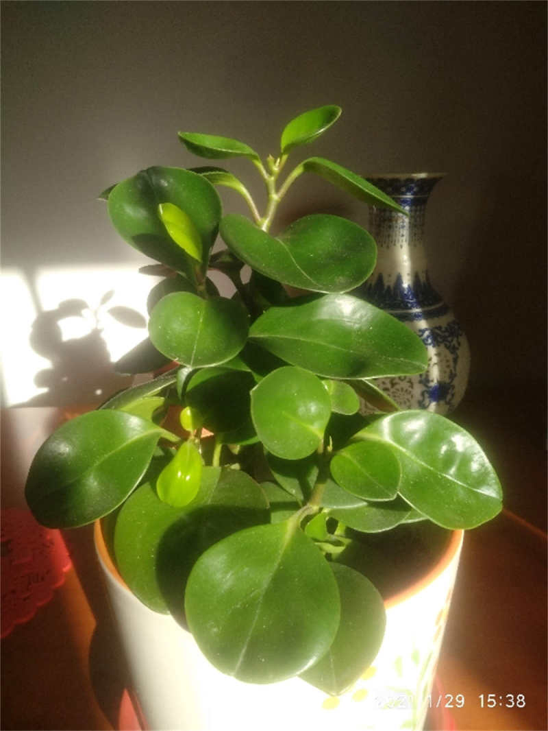 圆叶椒草