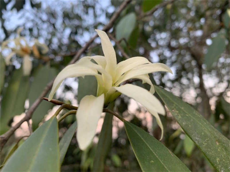 缅桂花的寓意和象征