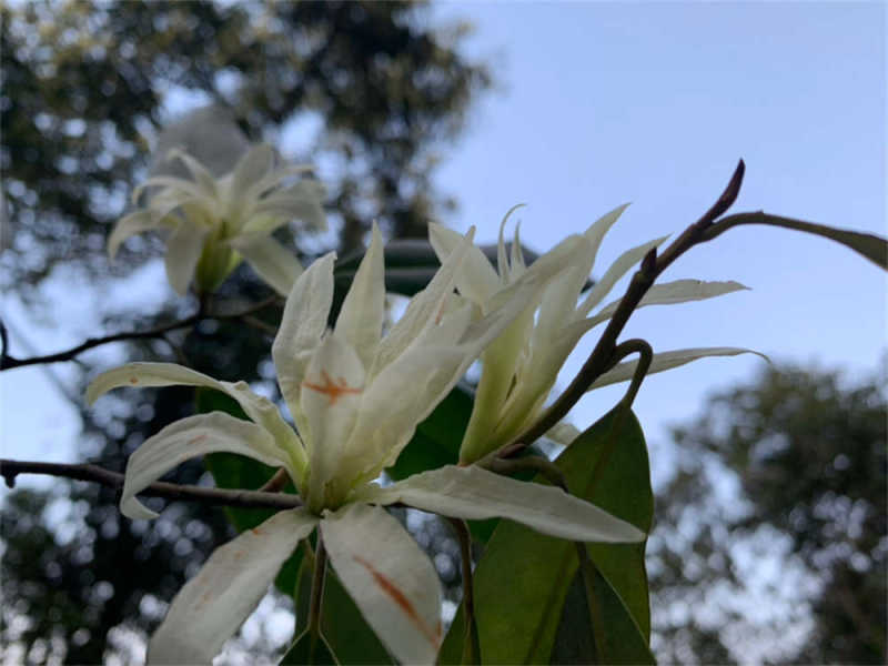 缅桂花的寓意和象征