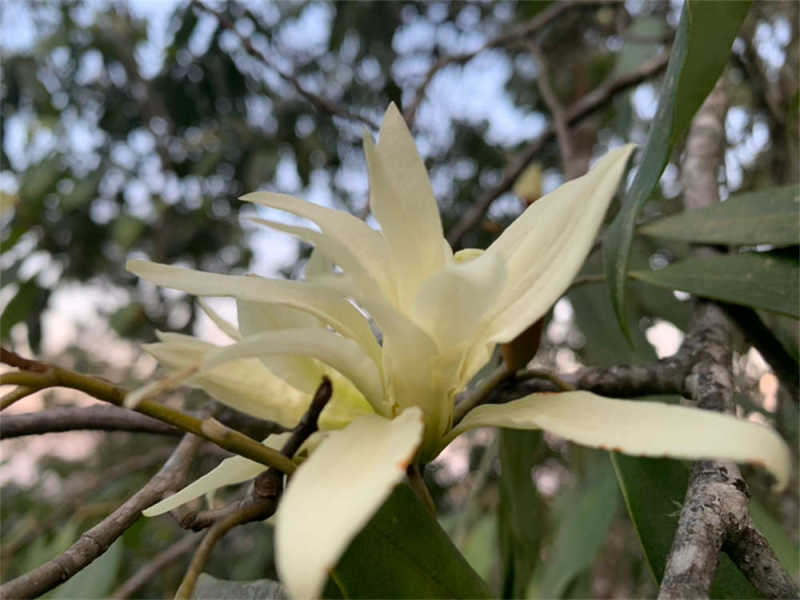 缅桂花的寓意和象征