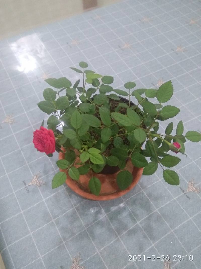 盆栽小玫瑰