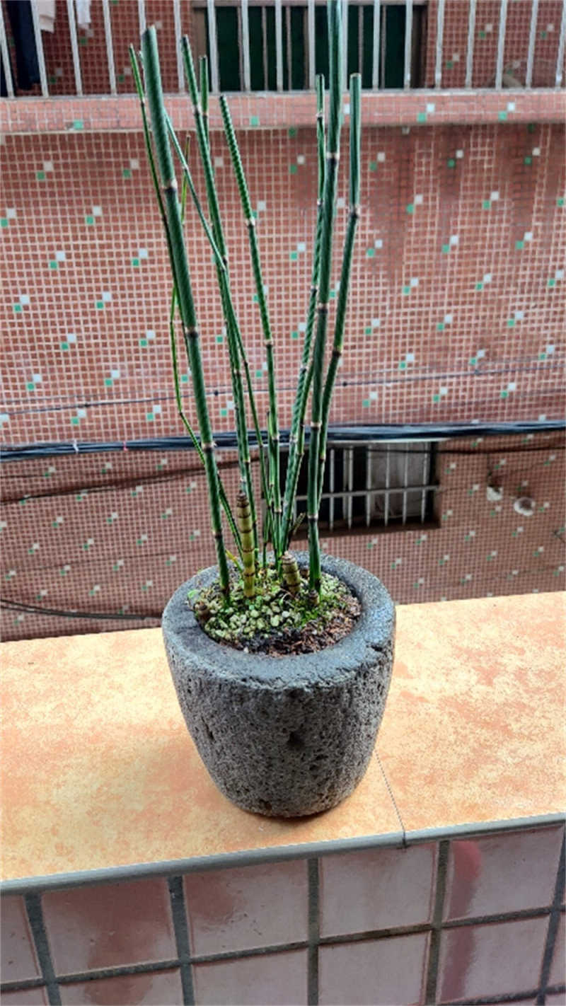 木贼与节节草的区别