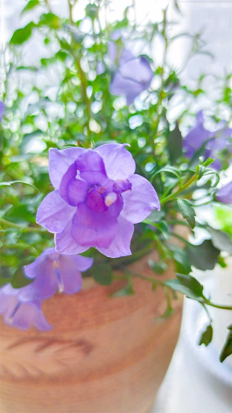 重瓣紫色风铃花的养殖方法好养吗