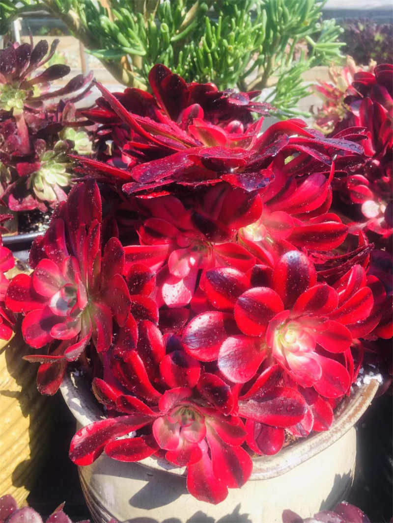 多肉美杜莎小苗怎么养