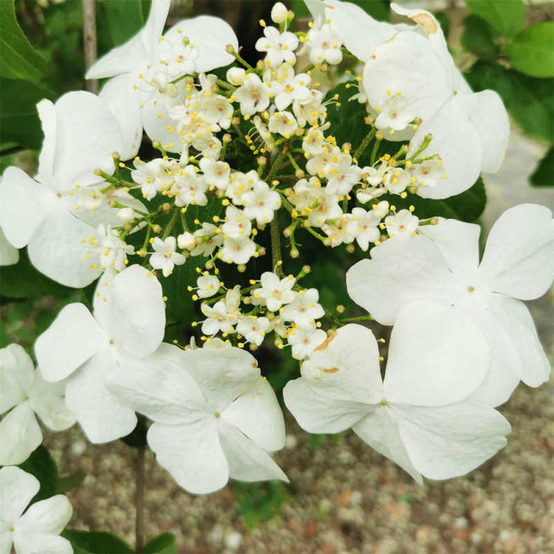 开小白花很香的树是什么花 花百科 开小白花很香的树是什么花 花百科