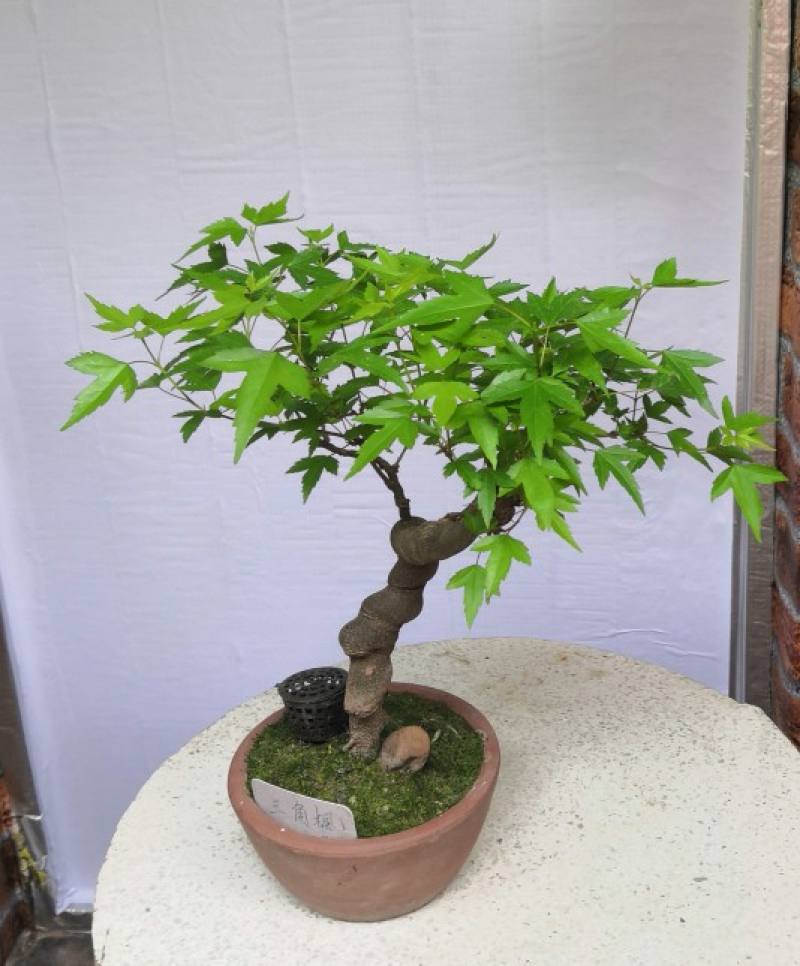 枫香树与三角枫区别