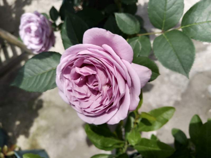 蓝色风暴月季的养殖方法