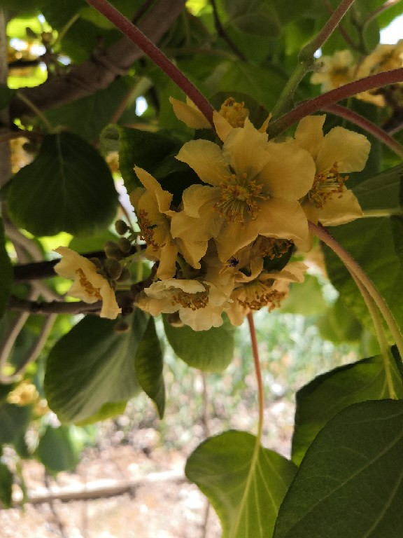 软枣猕猴桃几月开花图片