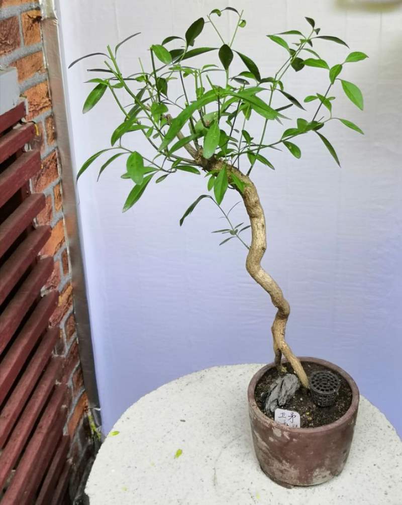 白杜和卫矛一样吗