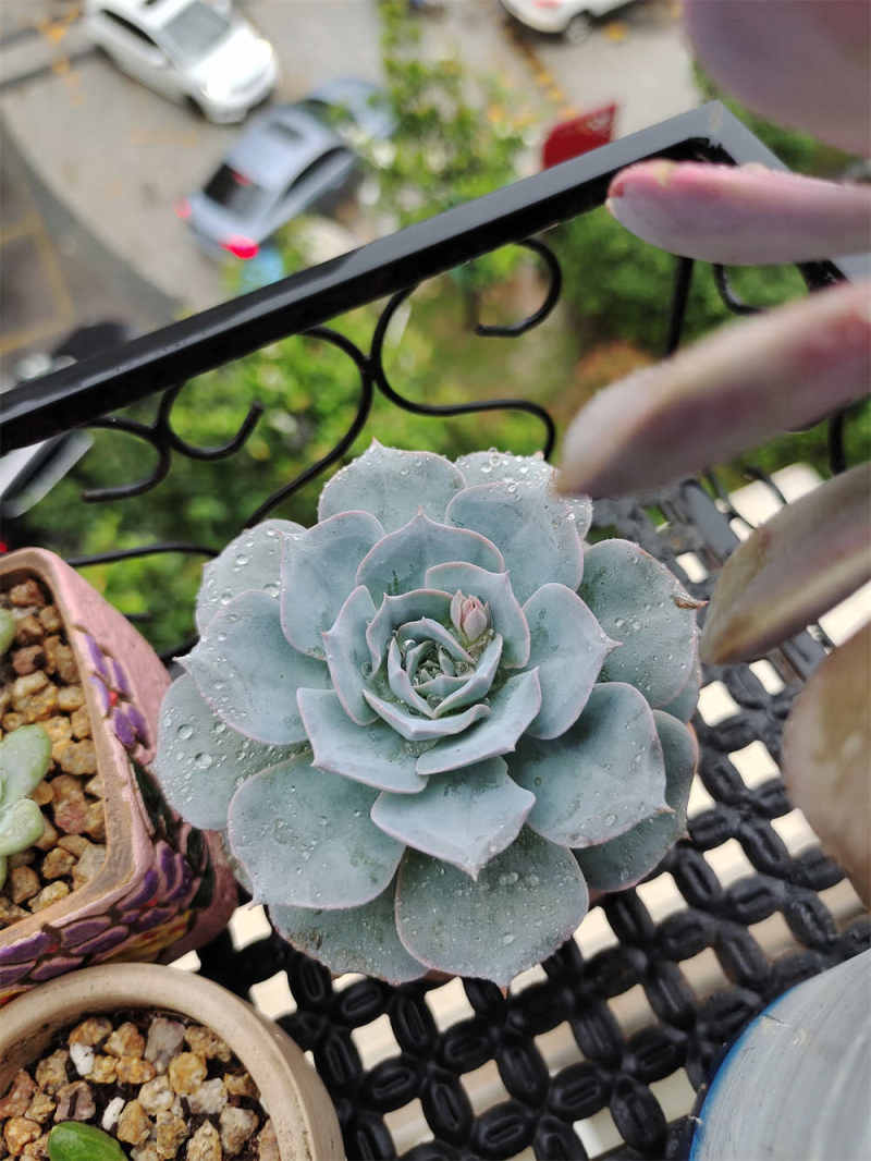 蓝石莲的花语和寓意