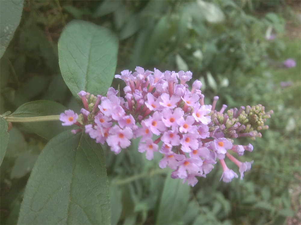 毒鱼藤醉鱼草图片