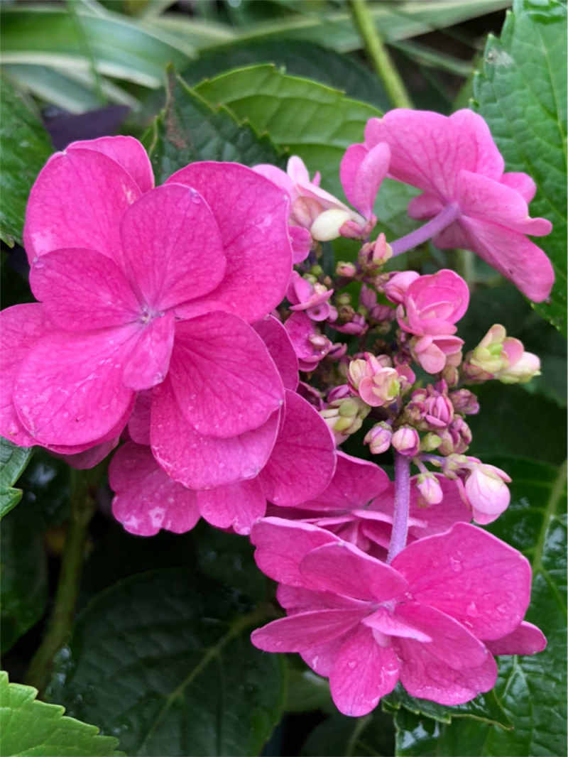 花卉