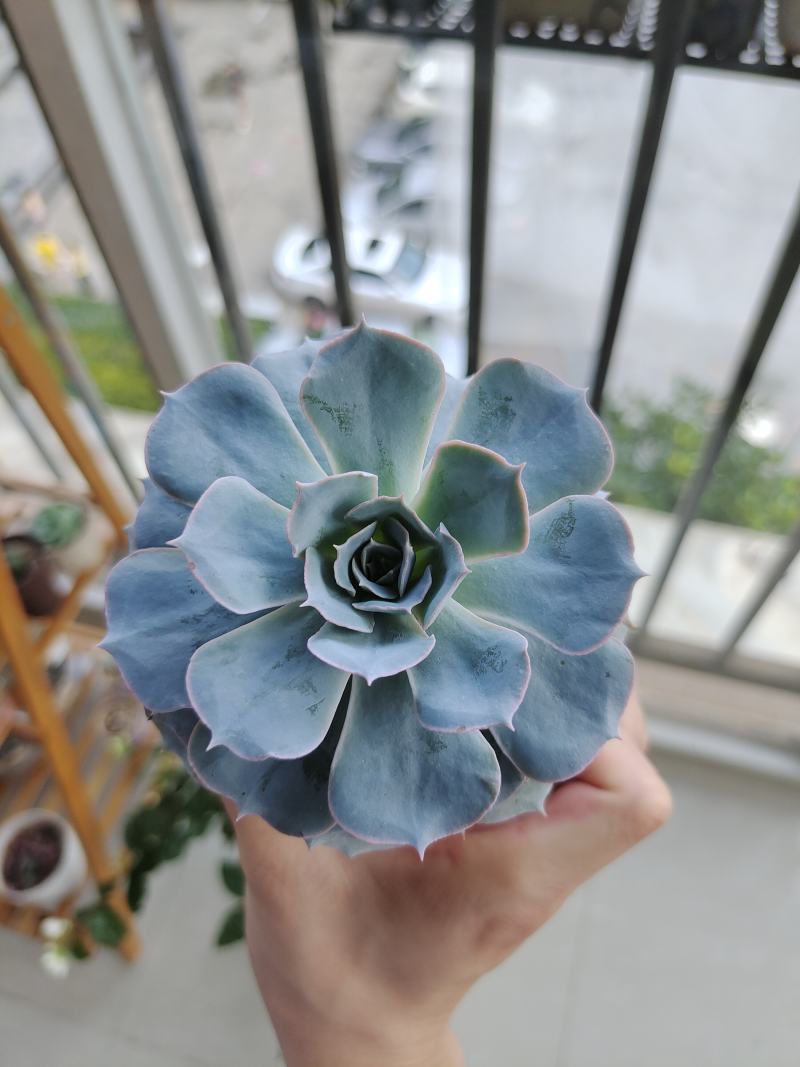 蓝石莲 蓝石莲