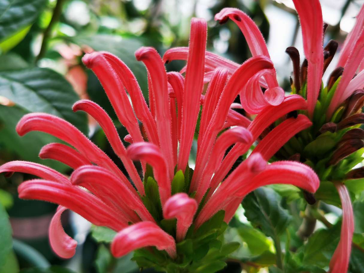 珊瑚　花？ 珊瑚シリーズ 4．サンゴバナ（珊瑚花） | かぎけん花図鑑