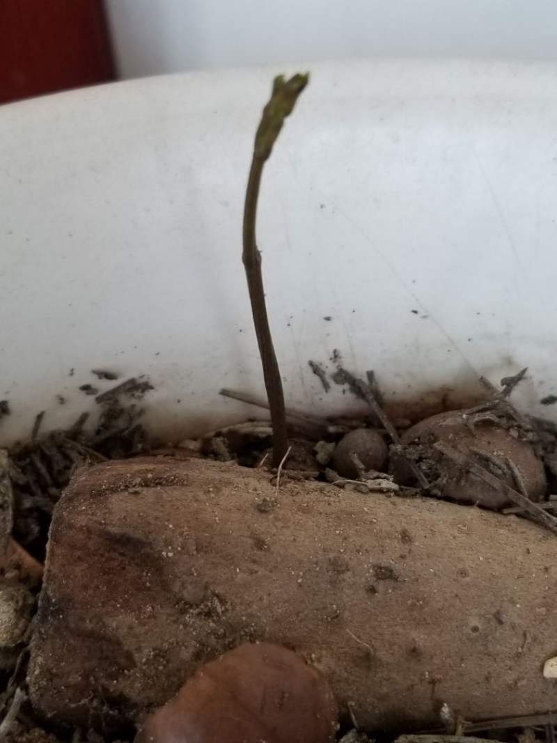 山药育苗的几种方法