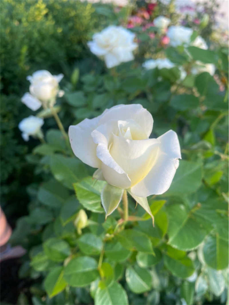 白玫瑰花期 花百科 白玫瑰花期 花百科