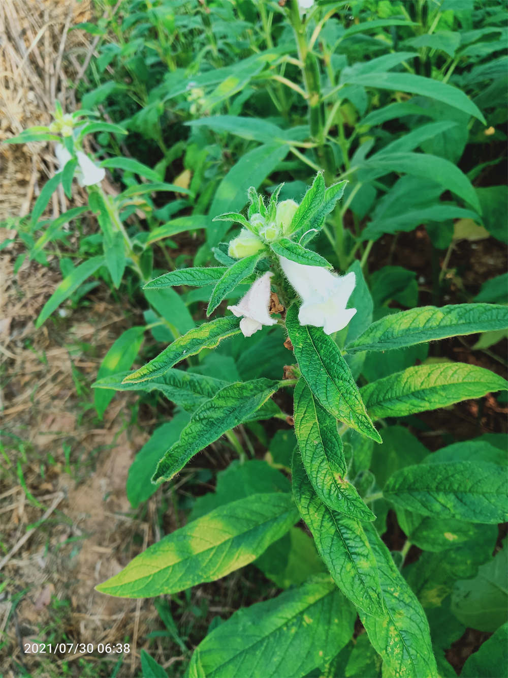 胡麻又叫什么