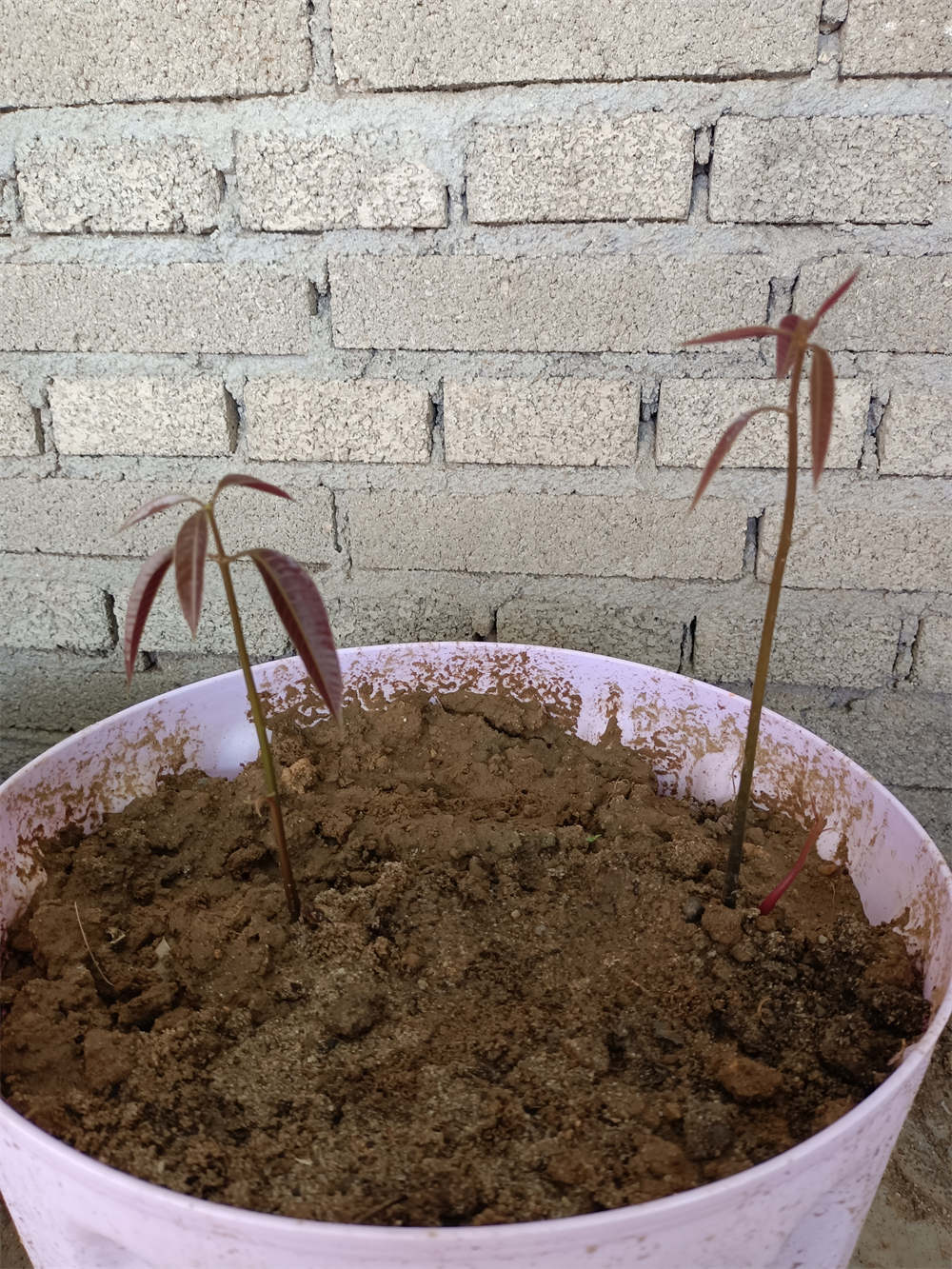 刚出土的芒果幼苗图片图片