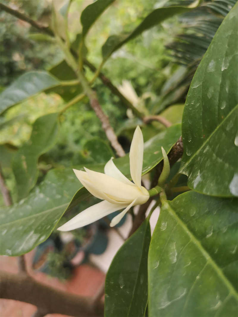 黄果兰