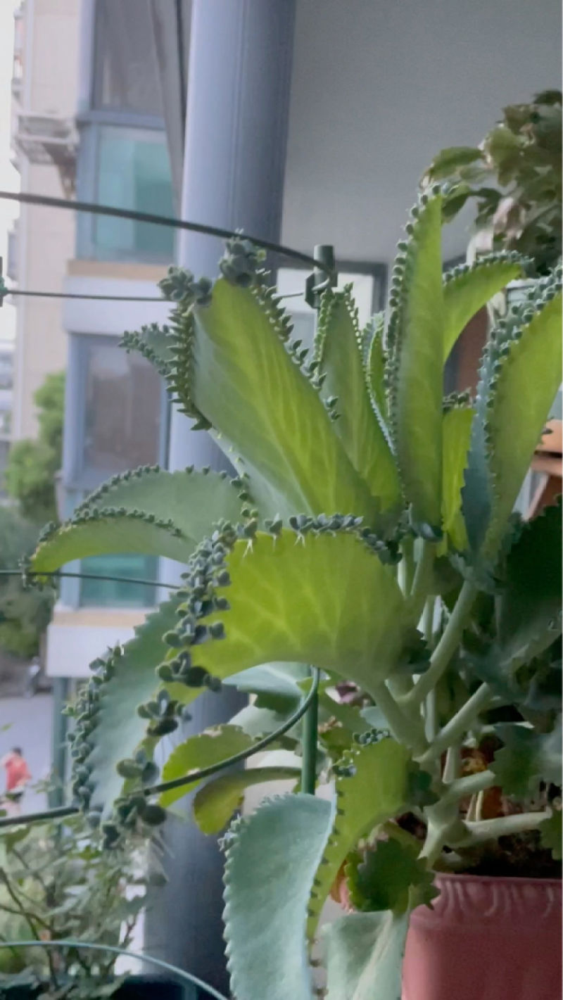 落地生根盆栽怎么养