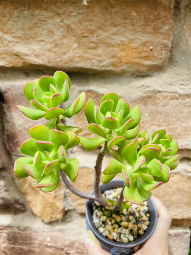 达摩宝珠的养殖方法和注意事项