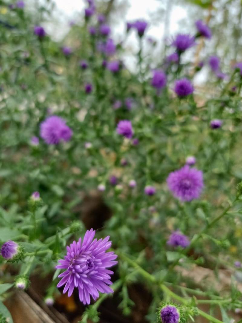 紫苑花