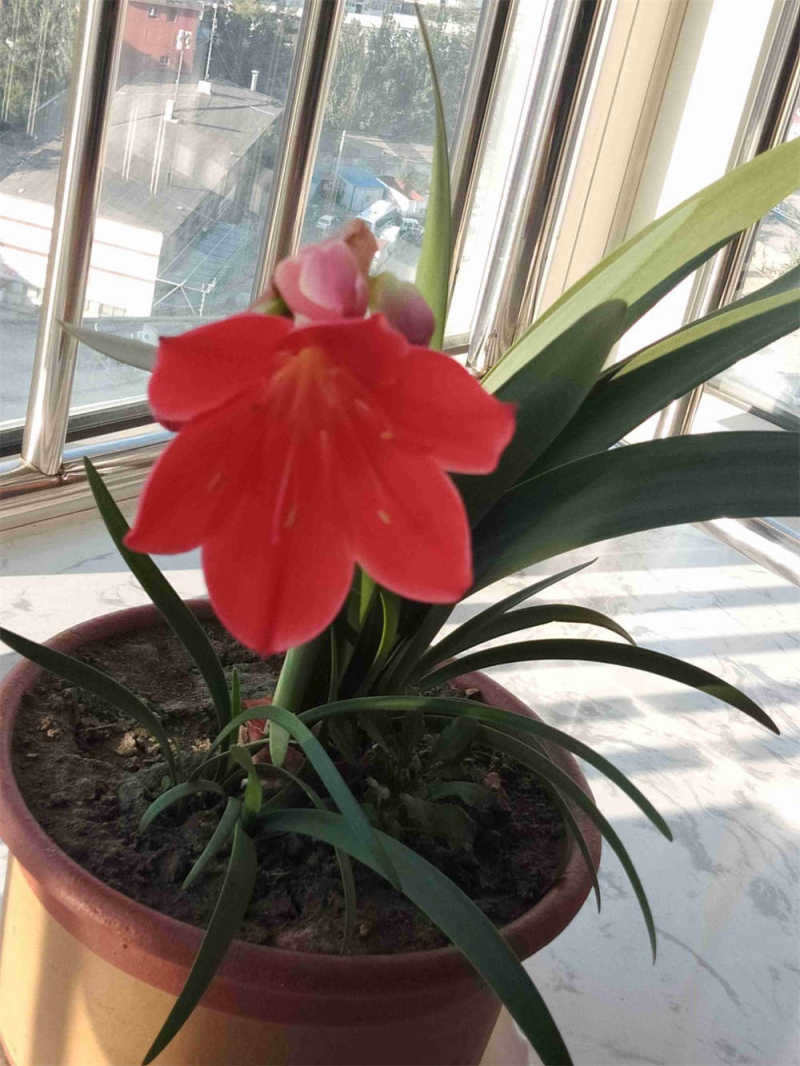 紫根兰有几种颜色